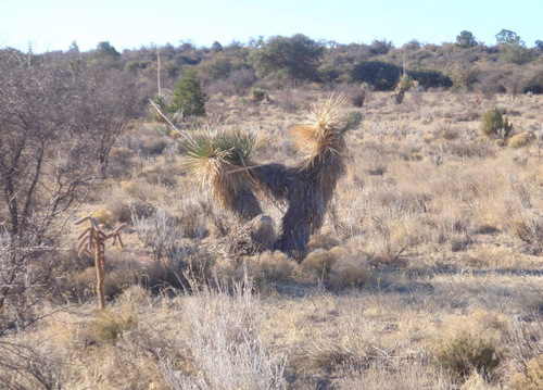 Lama looking Yucca (at the Tyrone Mine overlook).